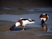 혹부리오리 Tadorna tadorna | common shelduck