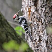 Lesser Spotted Woodpecker