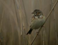 Emberiza fucata