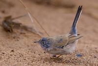 atlassanger / tristram`s warbler (Sylvia deserticola)