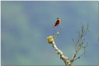 Grey-chinned Minivet male