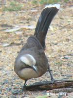 Grey-crowned Babbler