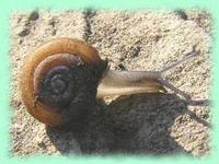 Causa holosericea (Studer, 1820)