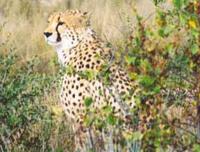 Cheetah are most often seen in grassland, but have adapted well to bushland environments in Nami...
