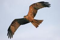 Black Kite (Milvus migrans)