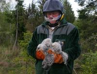 Ural Owl (Strix uralensis)