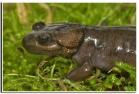 : Ambystoma gracile; Northwestern Salamander