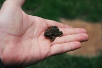 : Bufo nyikae; Nyika Dwarf Toad