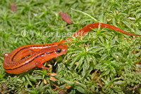 : Eurycea wilderae; Blue Ridge Two-lined Salamander