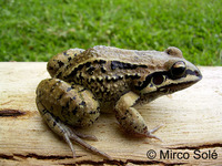 : Leptodactylus mystacinus