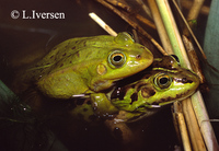 : Rana lessonae; Pool Frog