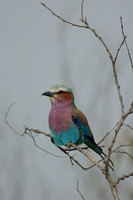 : Coracias caudata; Lilac Breasted Roller