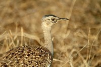 : Eupodotis rufricrista; Redcrested Korhaan