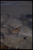 : Numenius phaeopus; Whimbrel