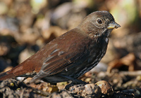 : Passerella iliaca townsendi; Sooty Fox Sparrow