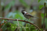 : Poecile rufescens; Chestnut-backed Chickadee