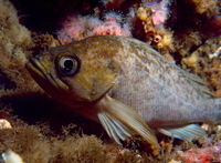 : Sebastes auriculatus; Brown Rockfish