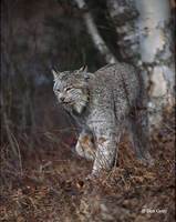 : Lynx canadensis; Canada Lynx