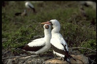 : Sula granti; Masked of Nazca Booby