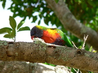 : Trichoglossus haematodus; Rainbow Lorikeet