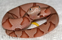 : Agkistrodon contortrix; Southern Copperhead