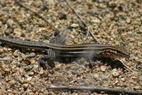 : Aspidoscelis hyperythra; Orange-throated Whiptail