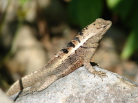 : Microlophus occipitalis male; Capon