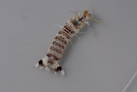 : Odontodactylus latirostris