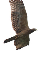 Oriental Honey Buzzard, Pernis ptilorhynchus Flickr