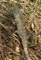 Calotes versicolor  photo