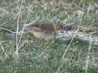 Red-headed Bunting. Tsagaan nuur, 3 June.