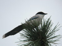 Cyanopica cyana Azure-winged Magpie オナガ