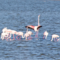 Greater Flamingoes