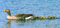 Photo of Anser anser, Graugans, Greylag goose, husa velká