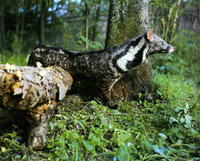 사향고양이 Viverra zibetha Large Indian Civet