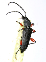 Ropalopus femoratus