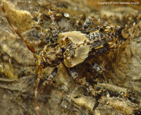 Pogonocherus hispidus