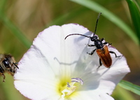 Pseudovadonia livida pecta
