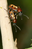 Crioceris paracenthesis