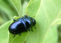 Eumolpus asclepiadeus