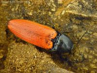 Ampedus quercicola