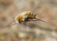 Anastoechus nitidulus