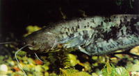 Silurus glanis, Wels catfish: fisheries, aquaculture, gamefish