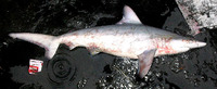 Carcharhinus hemiodon, Pondicherry shark: fisheries