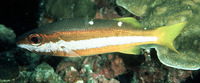 Lutjanus biguttatus, Two-spot banded snapper: fisheries