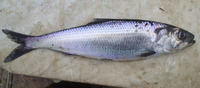 Alosa kessleri, Caspian anadromous shad: fisheries