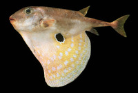 Triodon macropterus, Threetooth puffer: