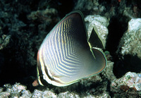 Chaetodon baronessa, Eastern triangular butterflyfish: aquarium