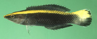 Labroides bicolor, Bicolor cleaner wrasse: aquarium