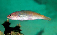 Stethojulis interrupta, Cutribbon wrasse: aquarium